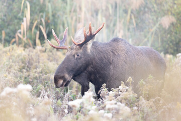 Łoś © WildLife#1