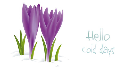 Hello cold days. Banner with a phrase about winter next to an illustration of two purple flowers among the snow.