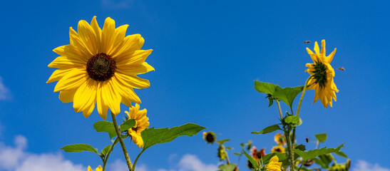 Schöne gelbe blühende Sonnenblumen mit Bienen und blauen Himmel