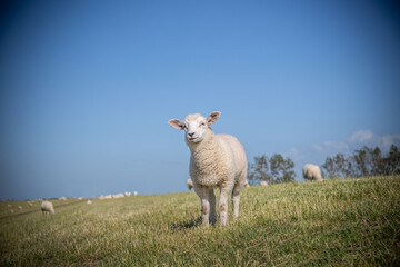 Schafe in Ostfriesland