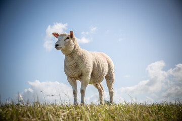 Obraz premium Schafe in Ostfriesland