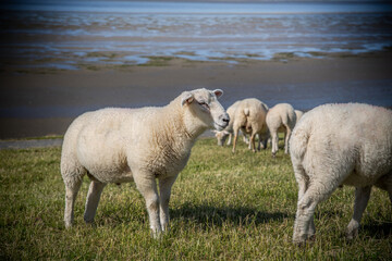 Schafe in Ostfriesland