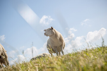 Schafe in Ostfriesland