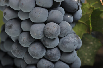 uvas cabernet