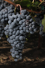 uvas cabernet