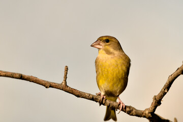 verderón europeo o verderón común​ (Chloris chloris)​ posado en una rama seca 