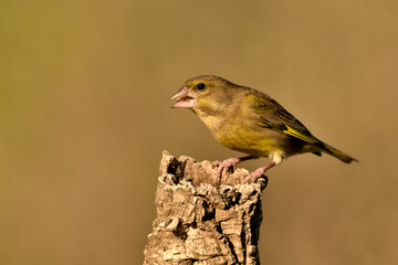 verderón europeo o verderón común​ (Chloris chloris)​ 