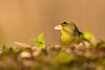 verderón europeo o verderón común​ macho con fondo ocres y verdes (Chloris chloris)​ Málaga...