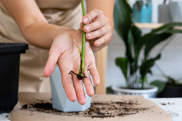 The stalk of a domestic plant with roots for reproduction and planting with a pot with soil....