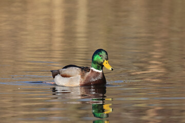 Obraz premium Stockente (Anas platyrhynchos)