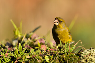 verderón europeo o verderón común​ macho en el suelo con fondo ocres y verdes (Chloris chloris)​ Málaga Andalucía España	