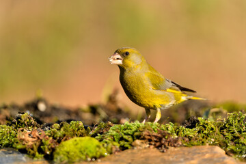 verderón europeo o verderón común macho con fondo ocres y verdes (Chloris chloris)​ Málaga Andalucía España	