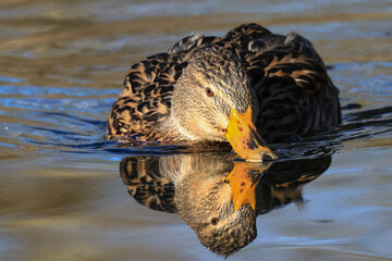 Stockente (Anas platyrhynchos)