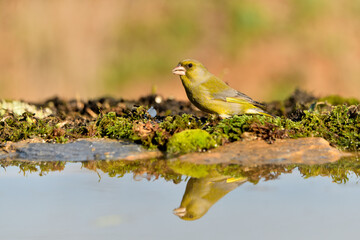 verderón europeo o verderón común macho reflejado en el agua del estanque y fondo ocres y verdes (Chloris chloris)​ Málaga Andalucía España