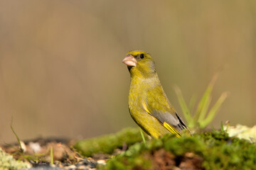 verderón europeo o verderón común en el suelo con musgo y fondo ocres y verdes (Chloris chloris)​ Málaga Andalucía España	