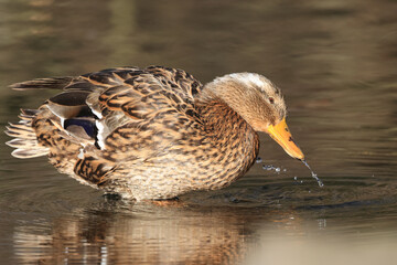 Stockente (Anas platyrhynchos)