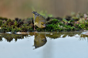 verderón europeo o verderón común bebiendo y reflejado en el agua del estanque (Chloris chloris)​ Málaga Andalucía España	