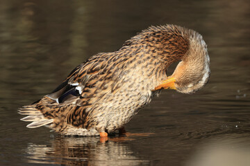 Stockente (Anas platyrhynchos)