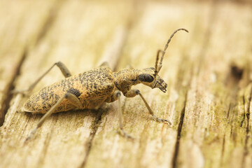Closeup on a the large European black-spotted longhorn beetle ,Rhagium mordax, sitting on wood