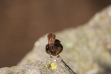 Zaunkönig (Troglodytes troglodytes)
