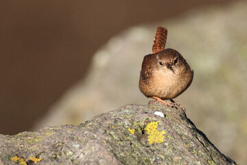 Zaunkönig (Troglodytes troglodytes)