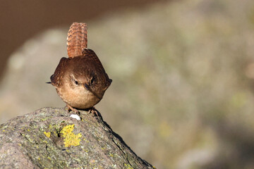 Zaunkönig (Troglodytes troglodytes)