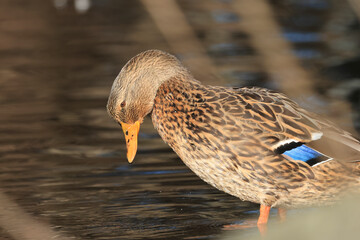 Stockente (Anas platyrhynchos)
