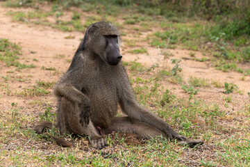 Babouin chacma, Papio ursinus , chacma baboon, Parc national Kruger, Afrique du Sud