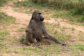 Babouin chacma, Papio ursinus , chacma baboon, Parc national Kruger, Afrique du Sud