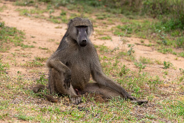 Babouin chacma, Papio ursinus , chacma baboon, Parc national Kruger, Afrique du Sud