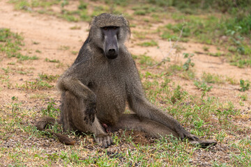 Babouin chacma, Papio ursinus , chacma baboon, Parc national Kruger, Afrique du Sud