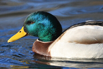 Stockente (Anas platyrhynchos)
