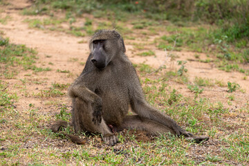 Babouin chacma, Papio ursinus , chacma baboon, Parc national Kruger, Afrique du Sud