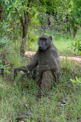 Babouin chacma, Papio ursinus , chacma baboon, Parc national Kruger, Afrique du Sud
