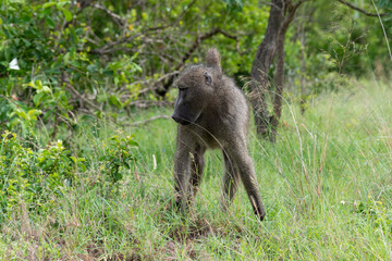 Naklejka premium Babouin chacma, Papio ursinus , chacma baboon, Parc national Kruger, Afrique du Sud