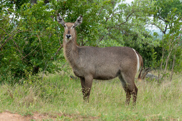 Naklejka na ściany i meble Cobe à croissant , Waterbuck, Kobus ellipsiprymnus, Parc national du Pilanesberg, Afrique du Sud