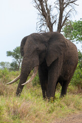 Éléphant d'Afrique,  gros porteur, Loxodonta africana, Parc national du Kruger, Afrique du Sud