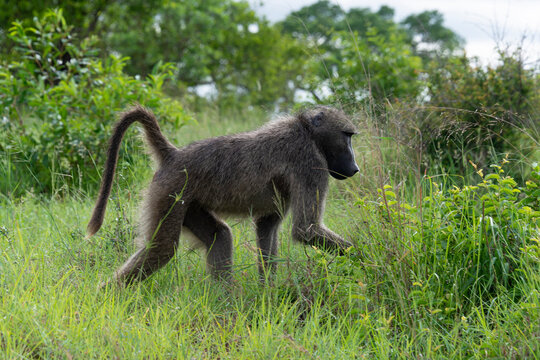 Babouin chacma, Papio ursinus , chacma baboon, Parc national Kruger, Afrique du Sud