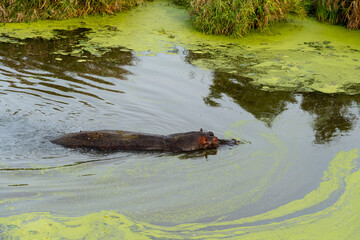 Hippopotame, Hippopotamus amphibius, Afrique du Sud