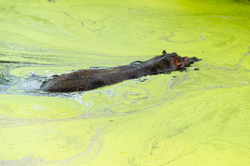 Hippopotame, Hippopotamus amphibius, Afrique du Sud