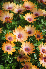 Light purple osteospermum or dimorphotheca flowers, purple flowers