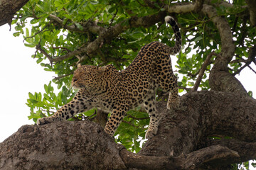 Léopard, Panthère, Panthera pardus, Afrique du Sud