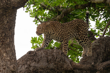 Léopard, Panthère, Panthera pardus, Afrique du Sud