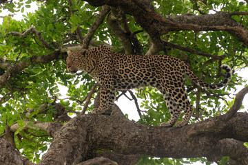 Léopard, Panthère, Panthera pardus, Afrique du Sud