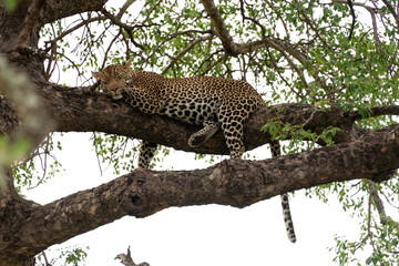 Léopard, Panthère, Panthera pardus, Afrique du Sud