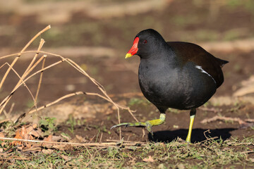 Teichhuhn (Gallinula chloropus)