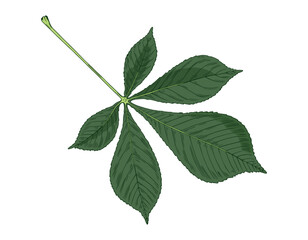 Vector illustration of chestnut leaf isolated on white background
