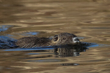 Nutria (Myocastor coypus)
