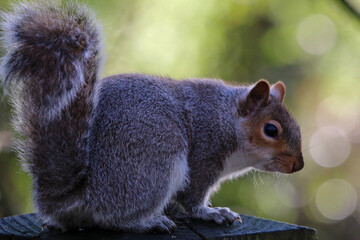 A stunning photograph of a grey squirrel at a nature reserve. This photo was taken at Longton Nature Reserve in Preston, United Kingdom after a heavy downfall of snow.