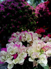 Floral flower bouquet